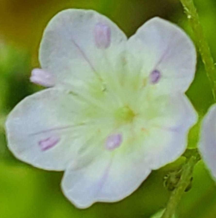 Phacelia dubia flower