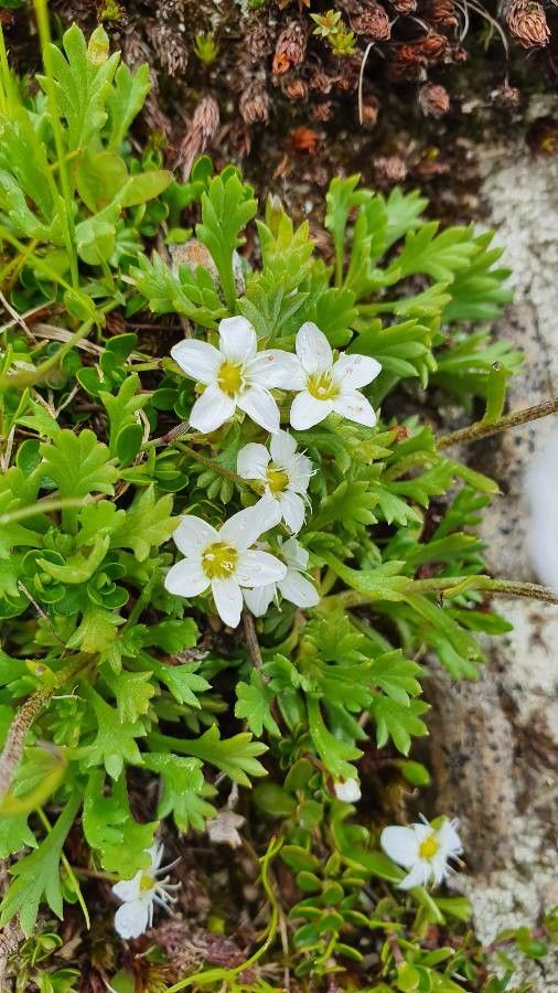 Arenaria biflora flower