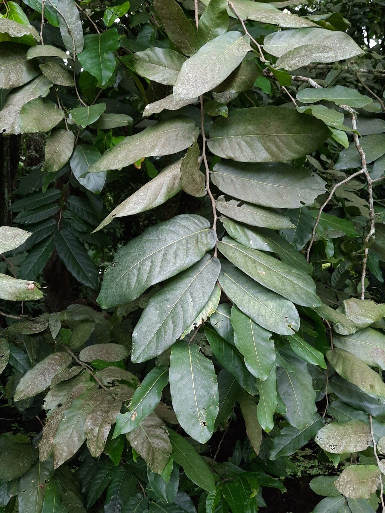 Inocarpus fagifer leaf