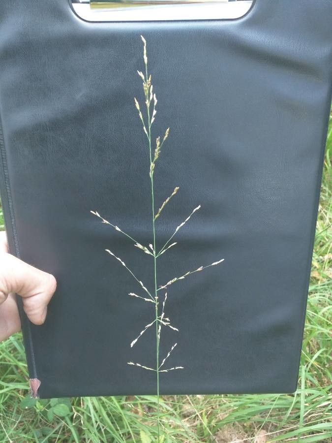 Puccinellia distans fruit