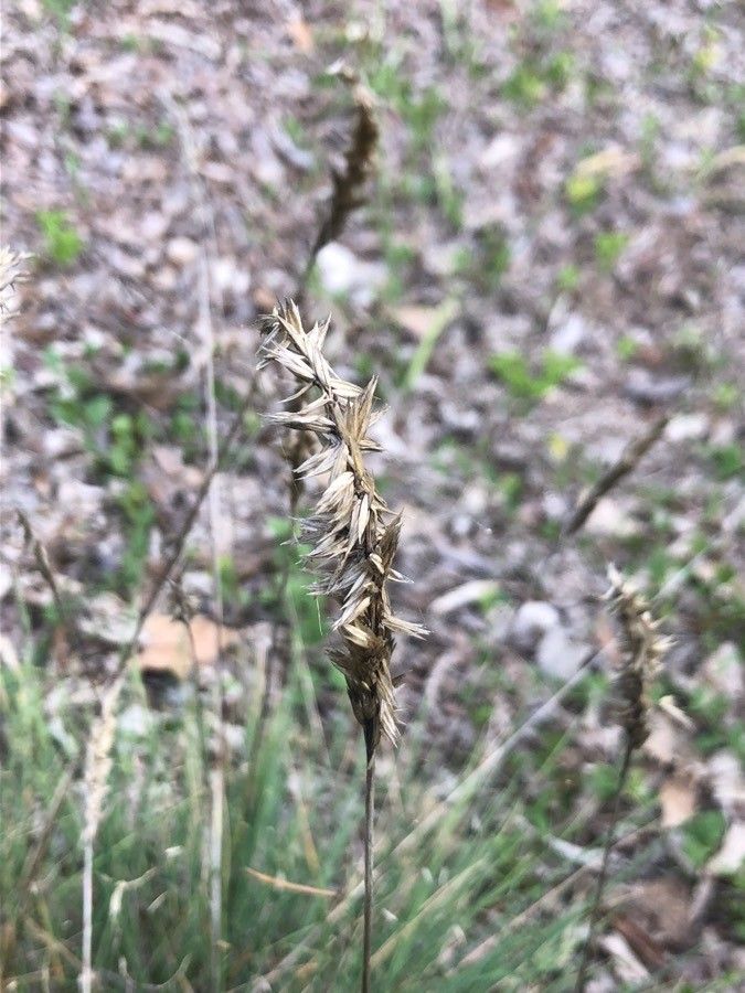 Koeleria crassipes fruit