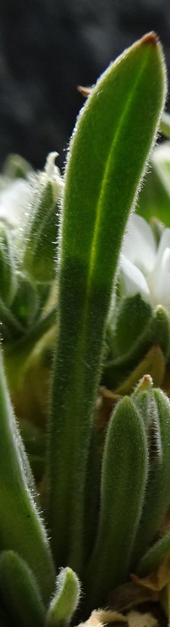 Cerastium peruvianum leaf