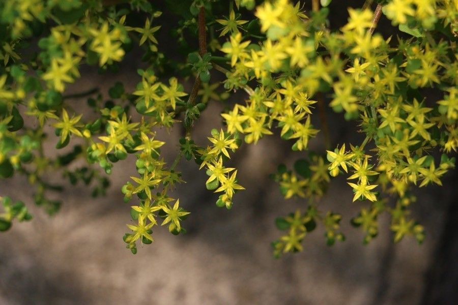 Sedum formosanum flower