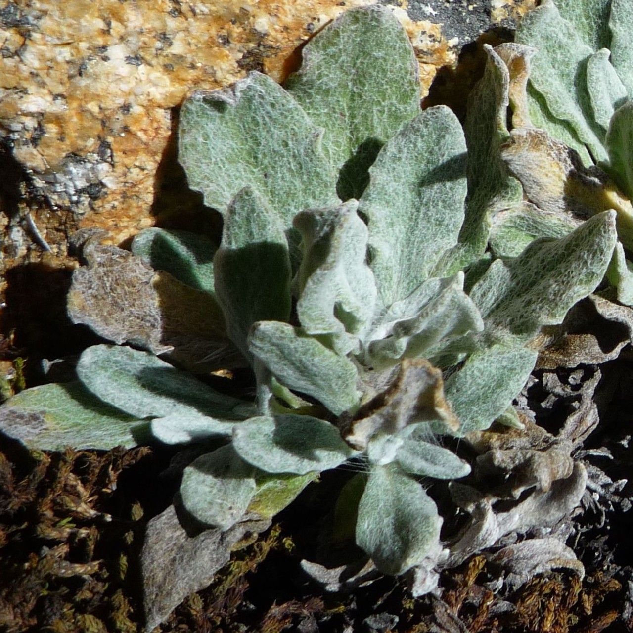 Senecio candollei — houseplant care guide