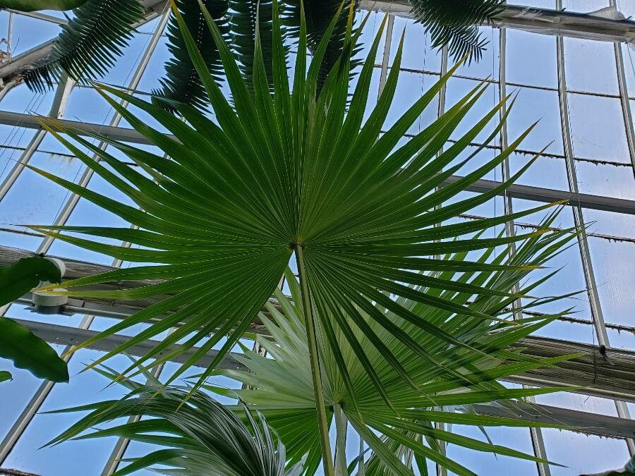 Thrinax parviflora — search result for 'Jamaica'