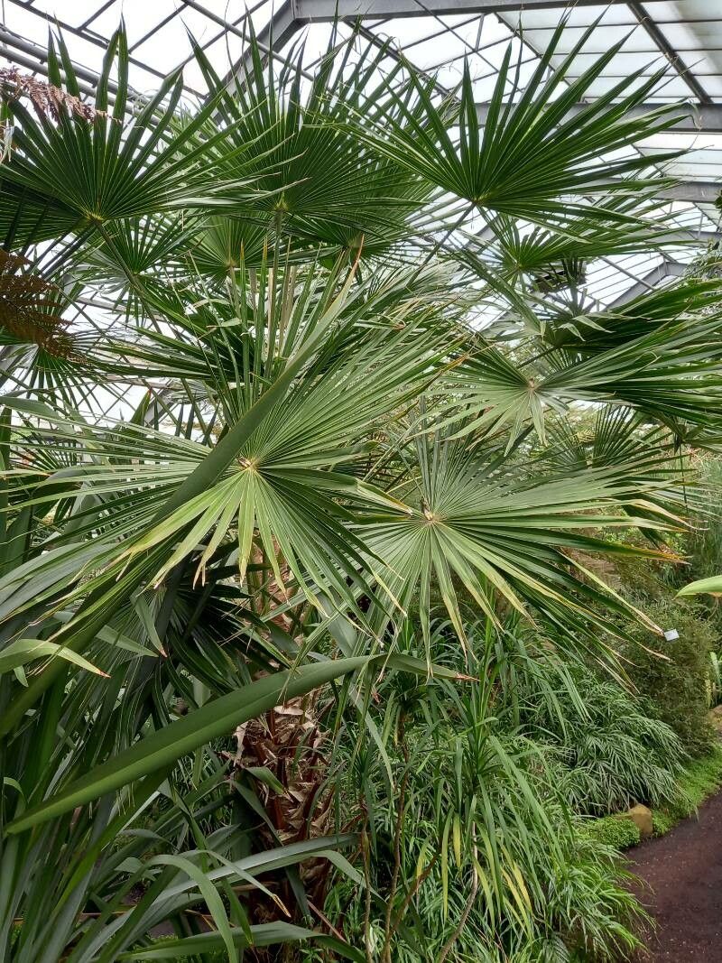 Livistona australis habit