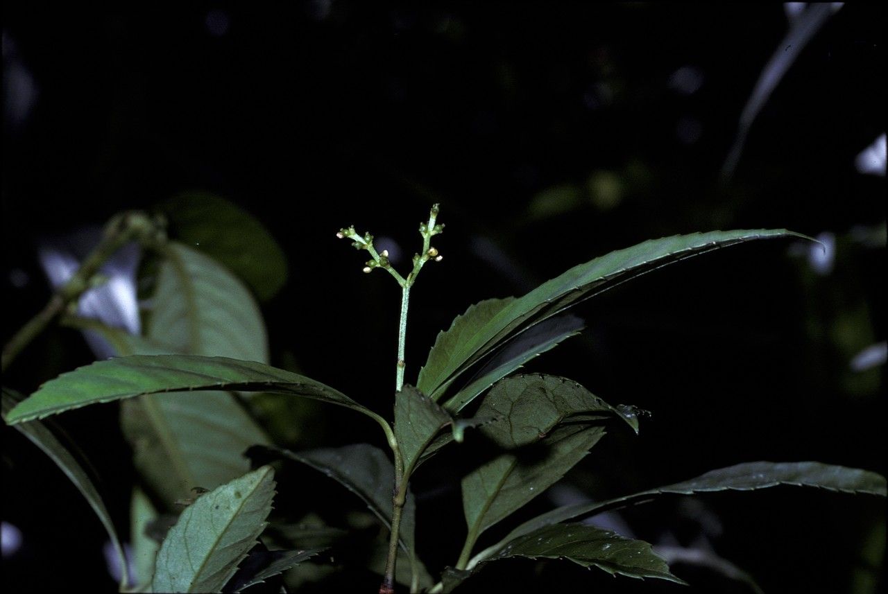 Chloranthus elatior flower