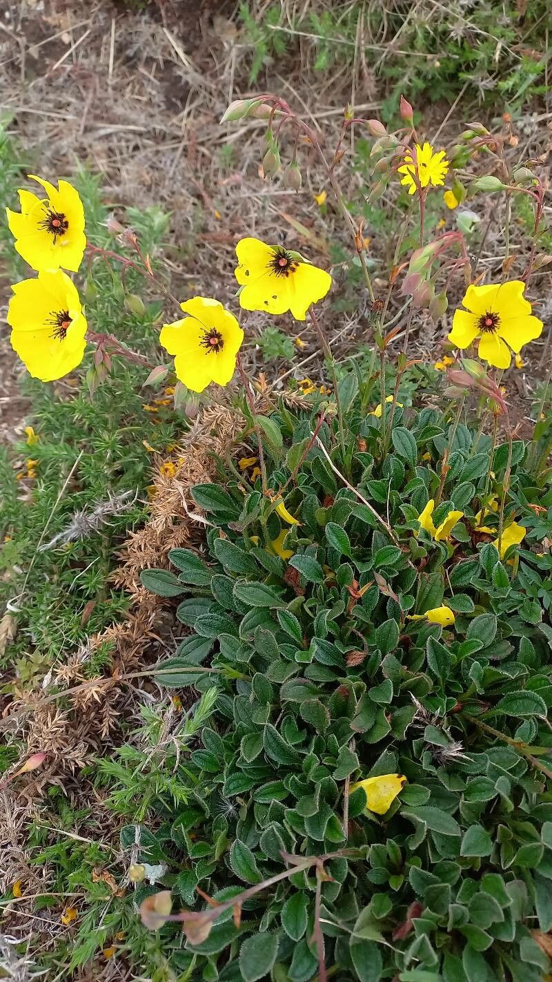 Tuberaria globulariifolia flower