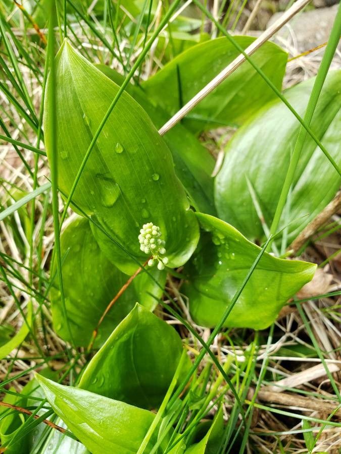 Maianthemum trifolium — search result for 'Trifolium'