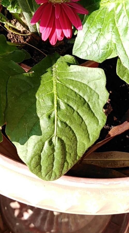 Gerbera viridifolia — search result for 'Gerbera'