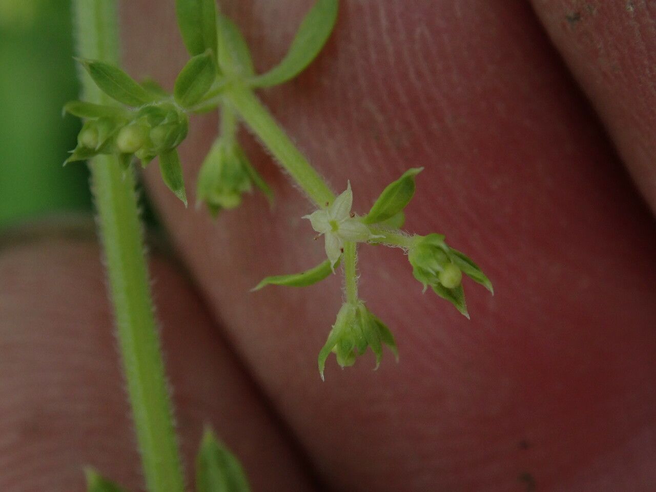 Galium asperifolium other