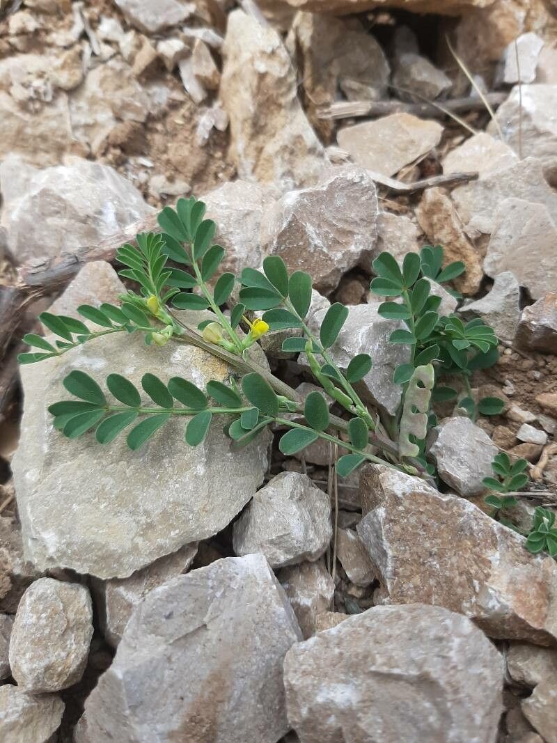 Hippocrepis biflora leaf