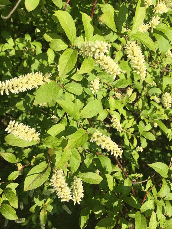 Cyrilla racemiflora flower