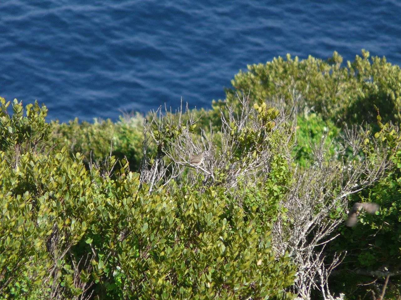 Euclea racemosa — search result for 'Egypt'