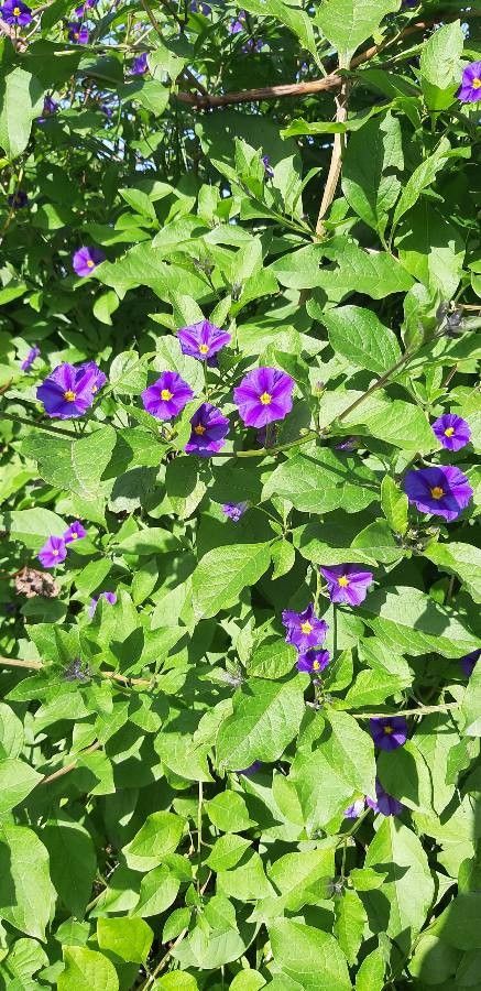 Lycianthes rantonnei flower