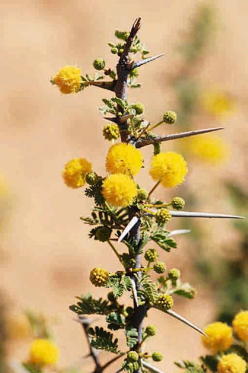 Acacia ehrenbergiana flower