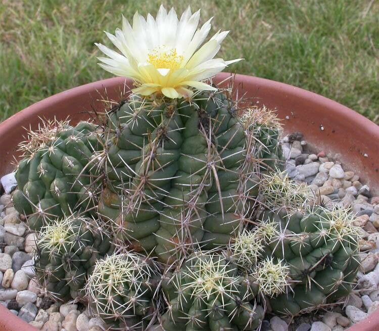 Thelocactus leucacanthus habit
