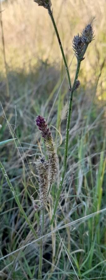 Verbena litoralis flower