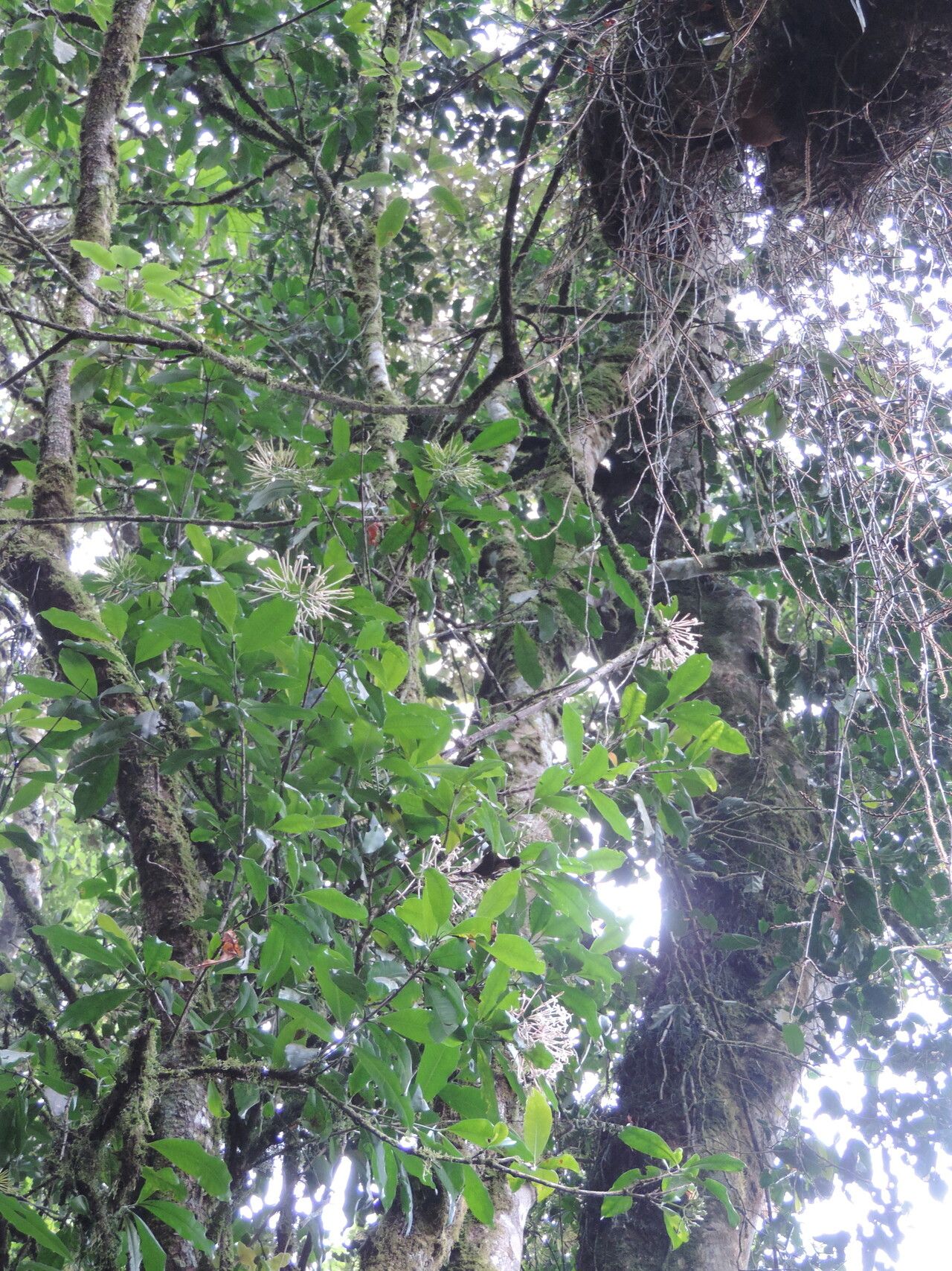 Ixora burundiensis habit