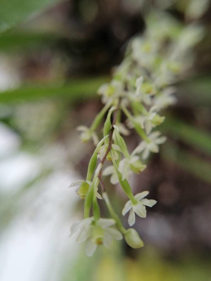 Epidendrum conopseum flower