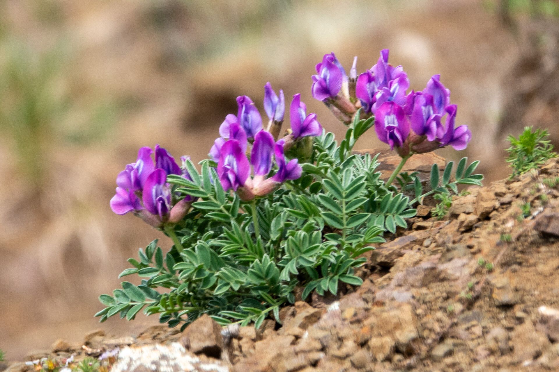 Astragalus syriacus — houseplant care guide