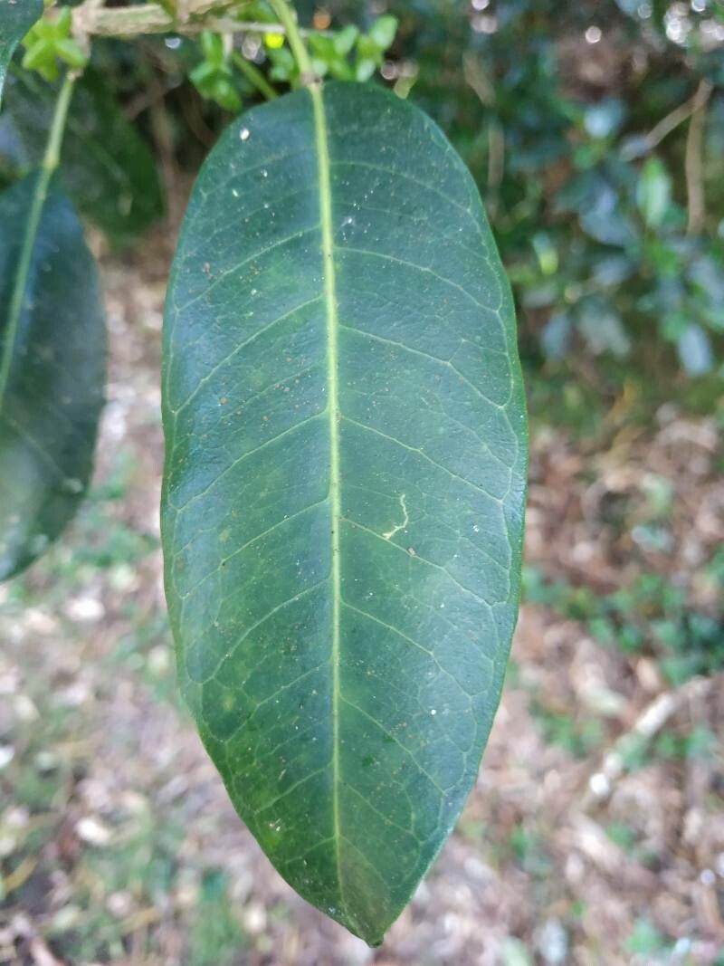 Melicope borbonica — related species from the same genus