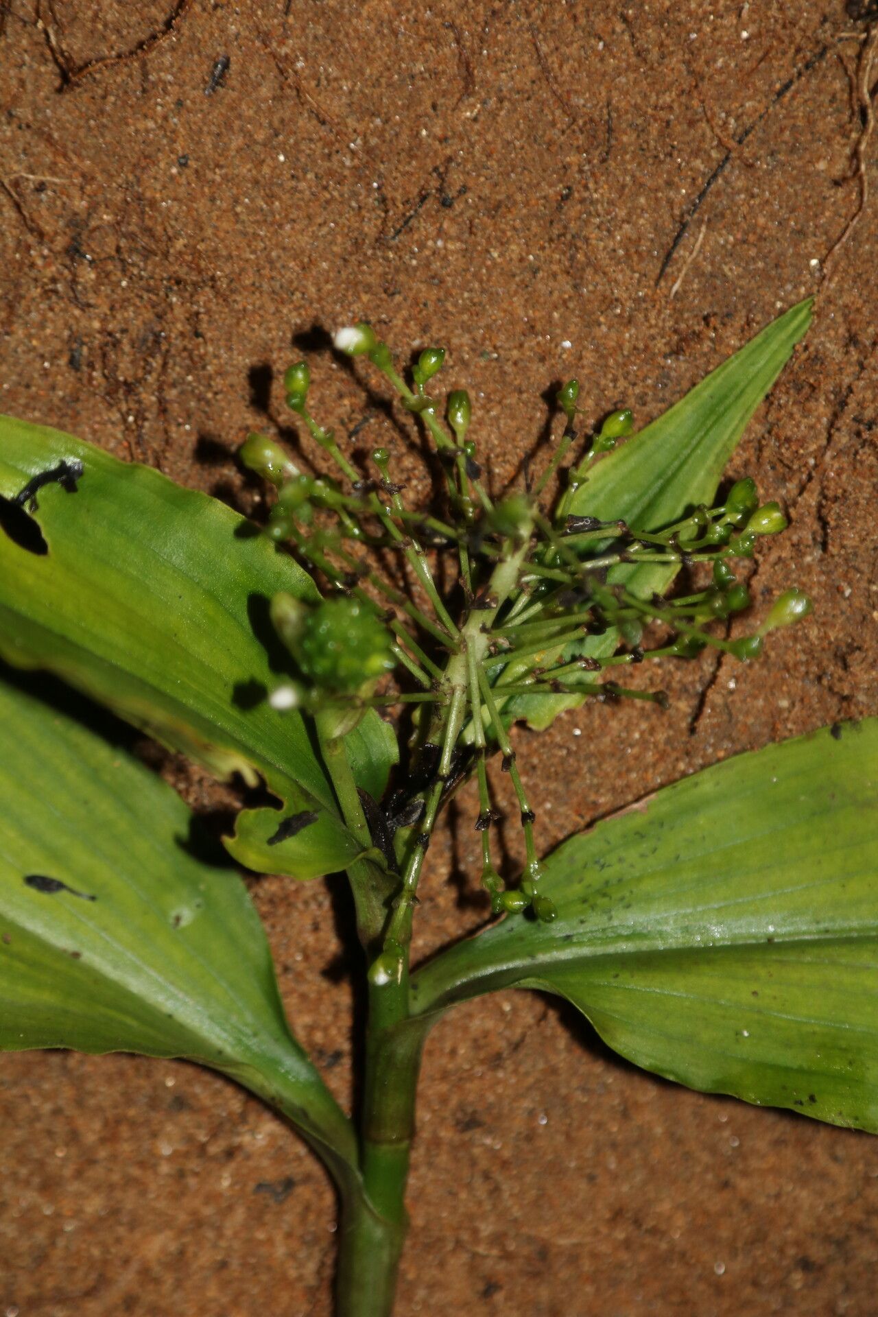 Aneilema beniniense flower