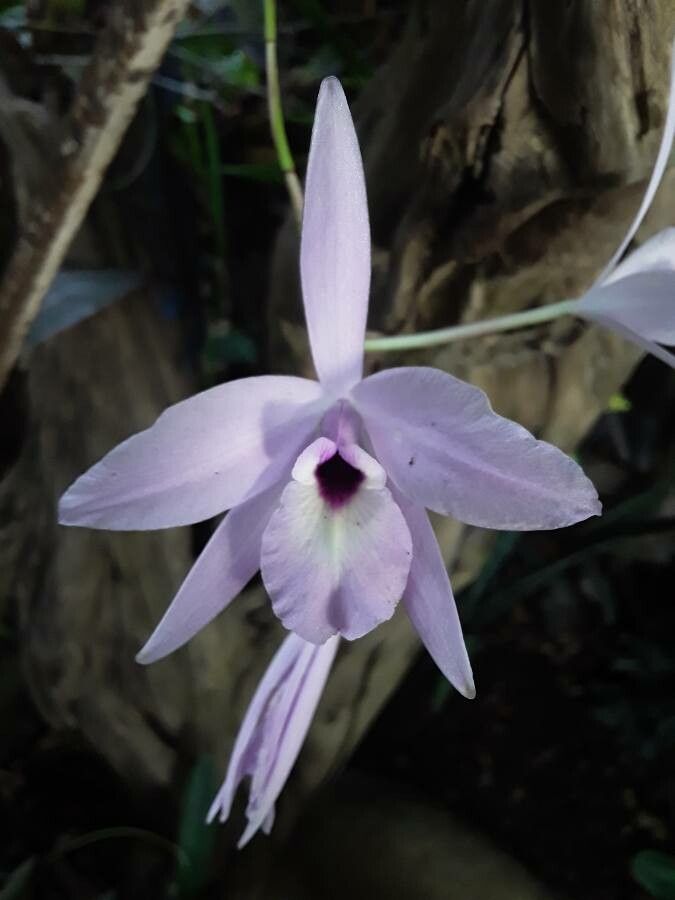 Laelia rubescens flower