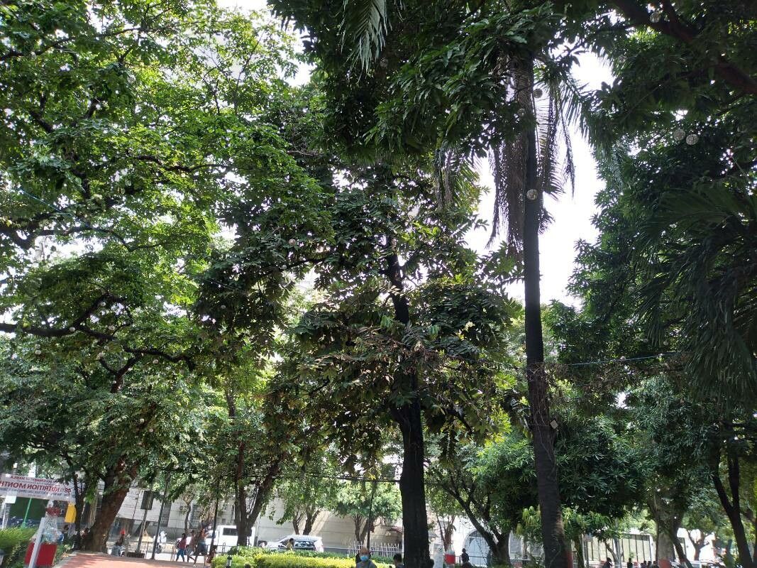 Diospyros discolor — search result for 'Philippines'