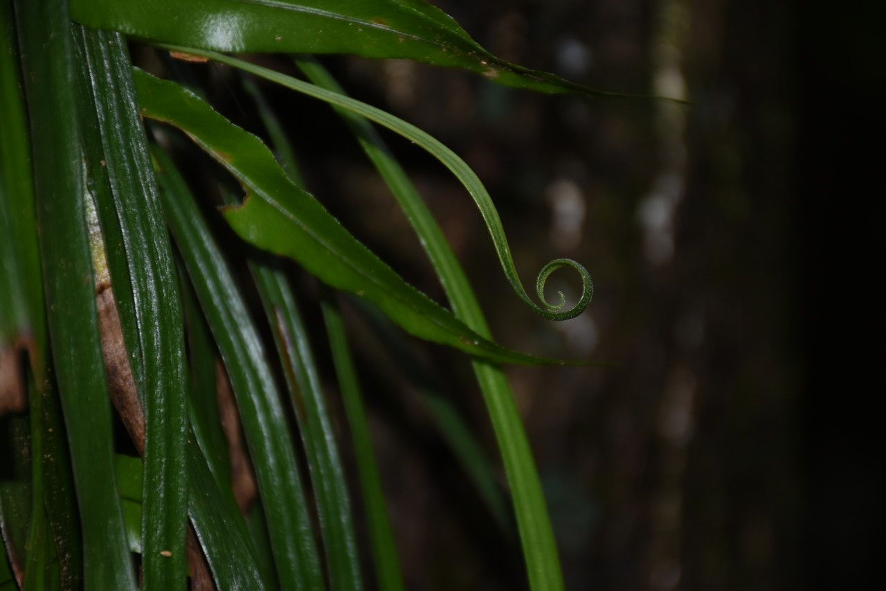 Vittaria scolopendrina — houseplant care guide