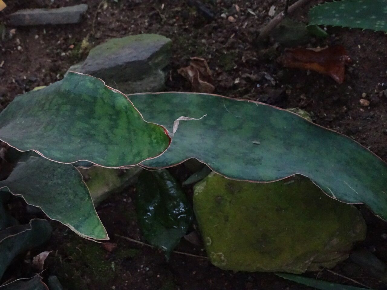 Sansevieria kirkii — full shade houseplant