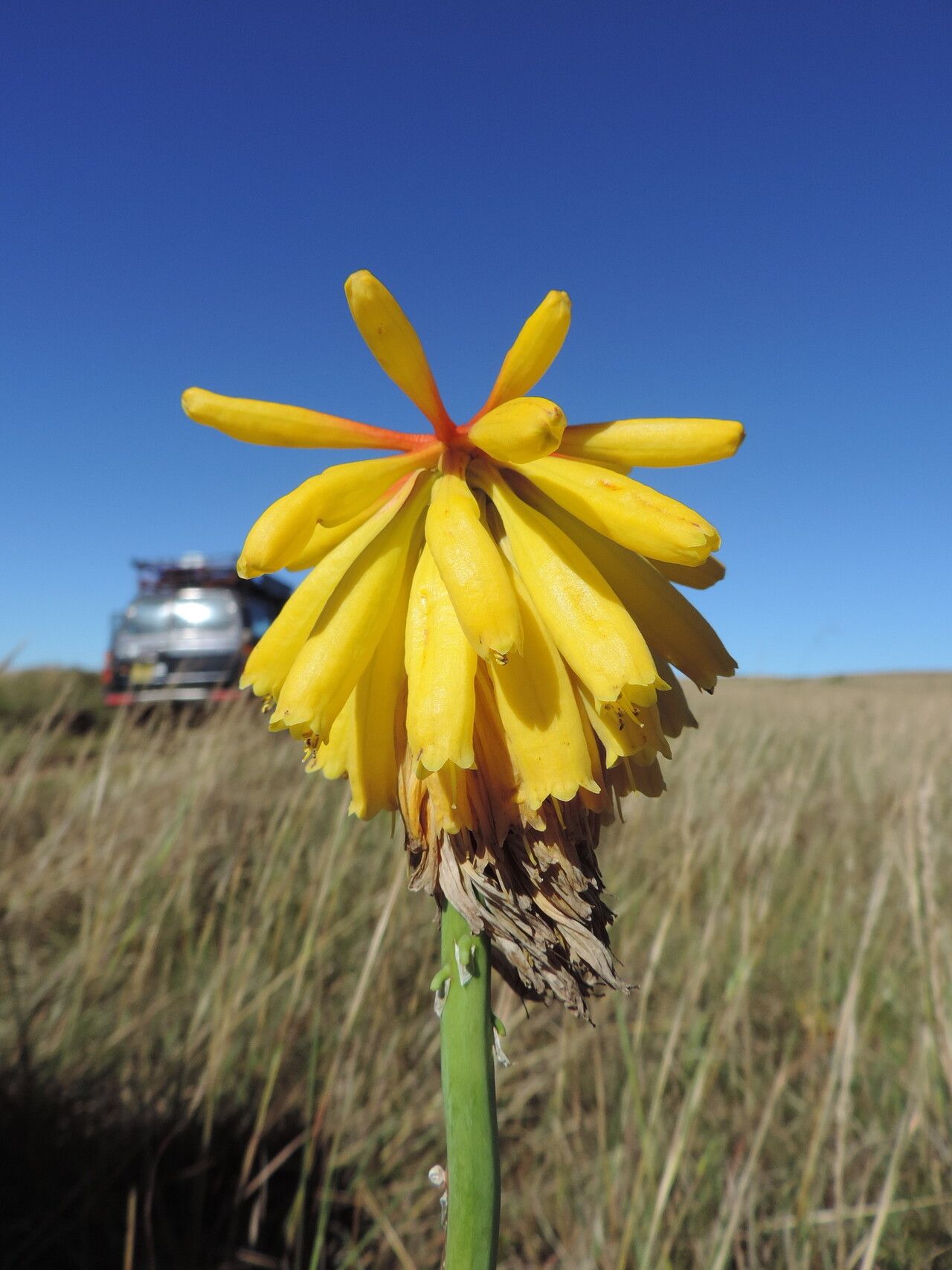 Kniphofia grantii flower