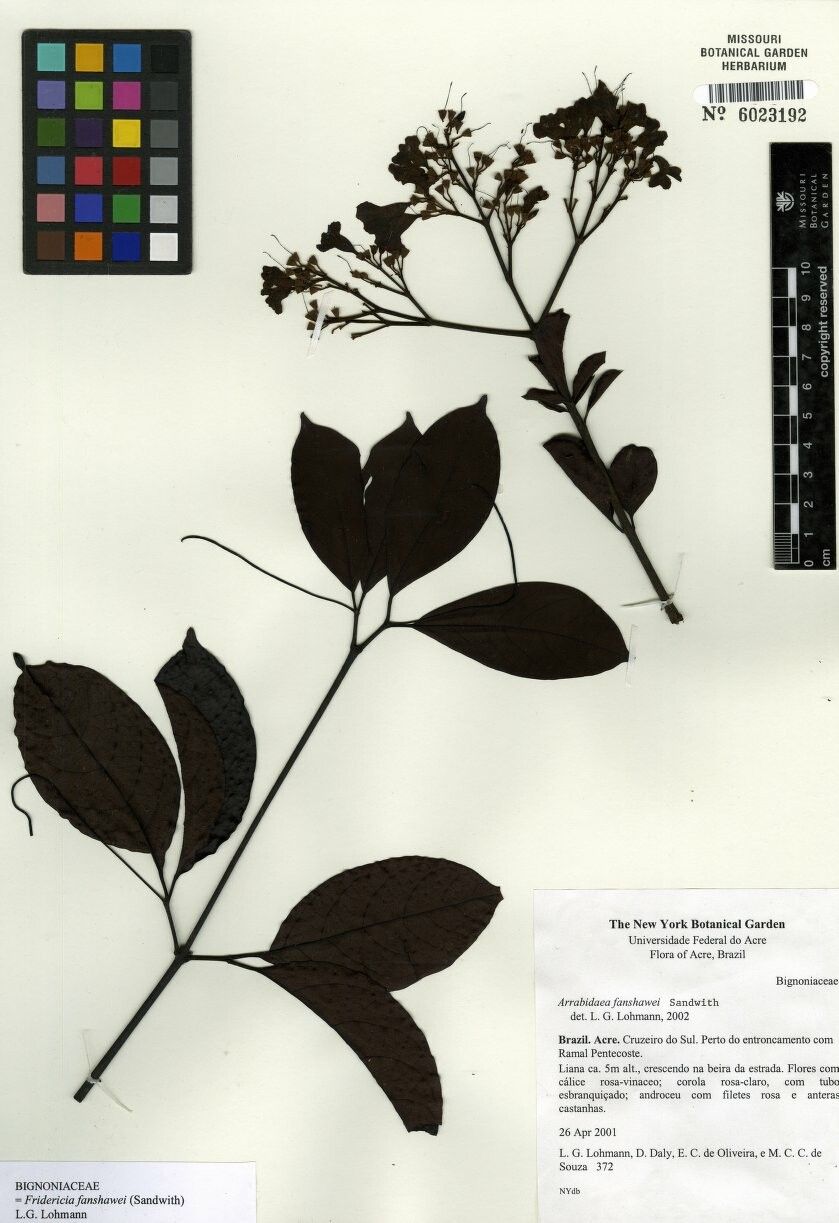 Fridericia fanshawei other