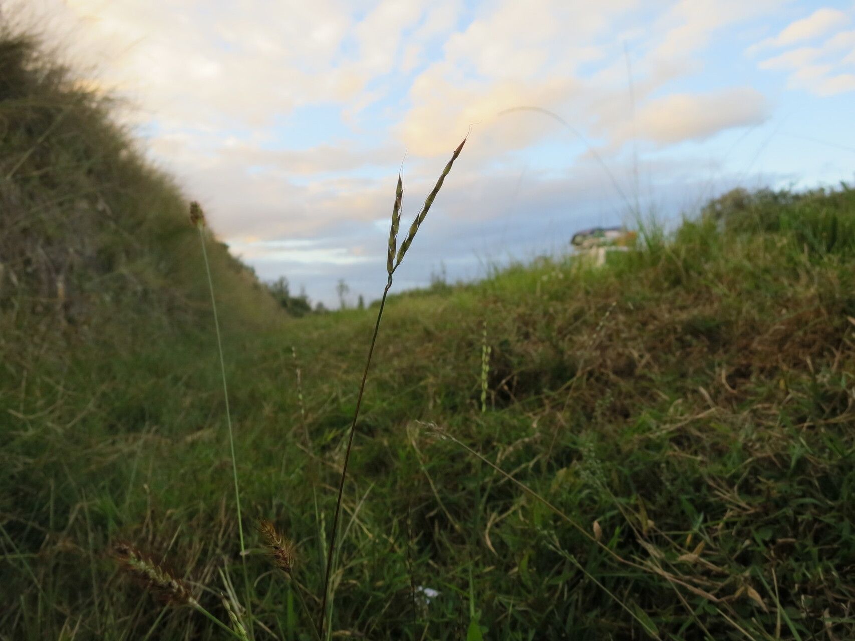 Arthraxon antsirabensis — related species from the same genus