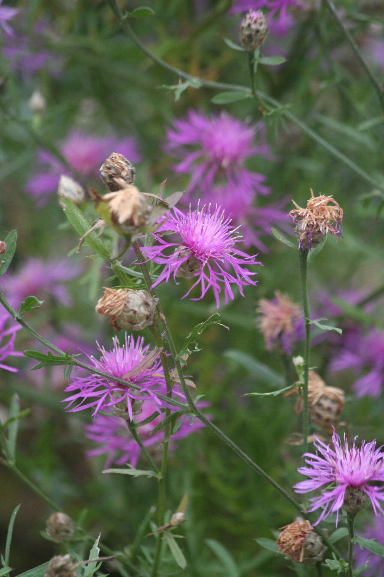 Centaurea margaritacea — houseplant care guide