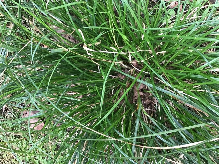 Melica nutans — houseplant care guide