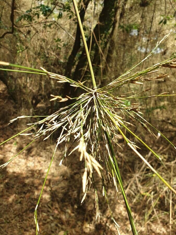 Cyperus articulatus leaf