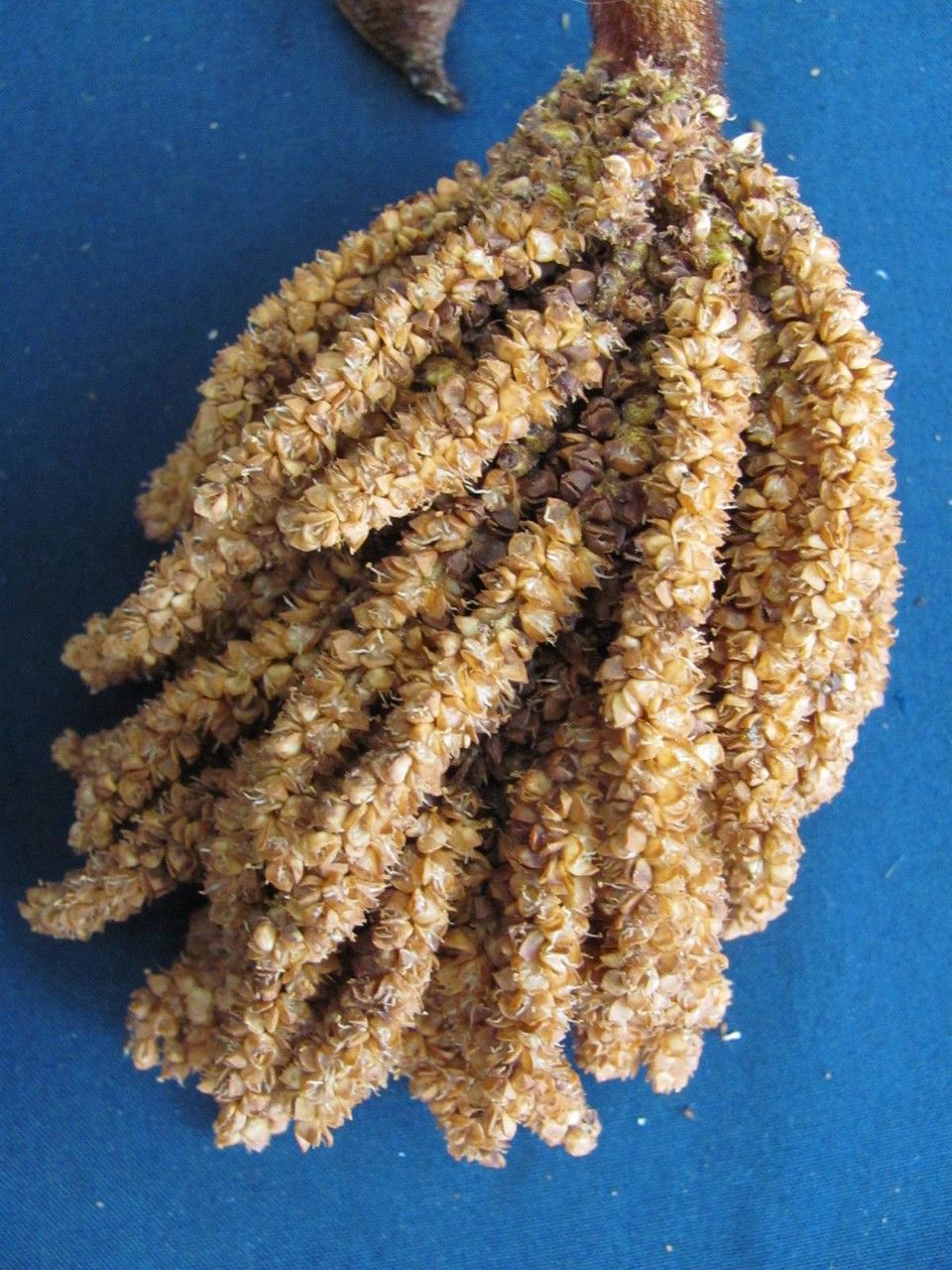 Bactris herrerana other