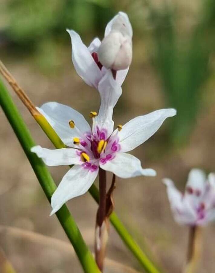 Wurmbea stricta — search result for 'Phlox'