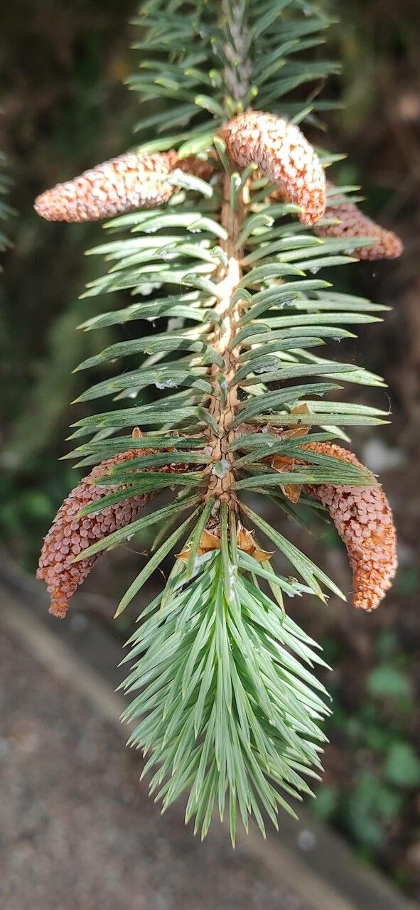 Picea chihuahuana flower