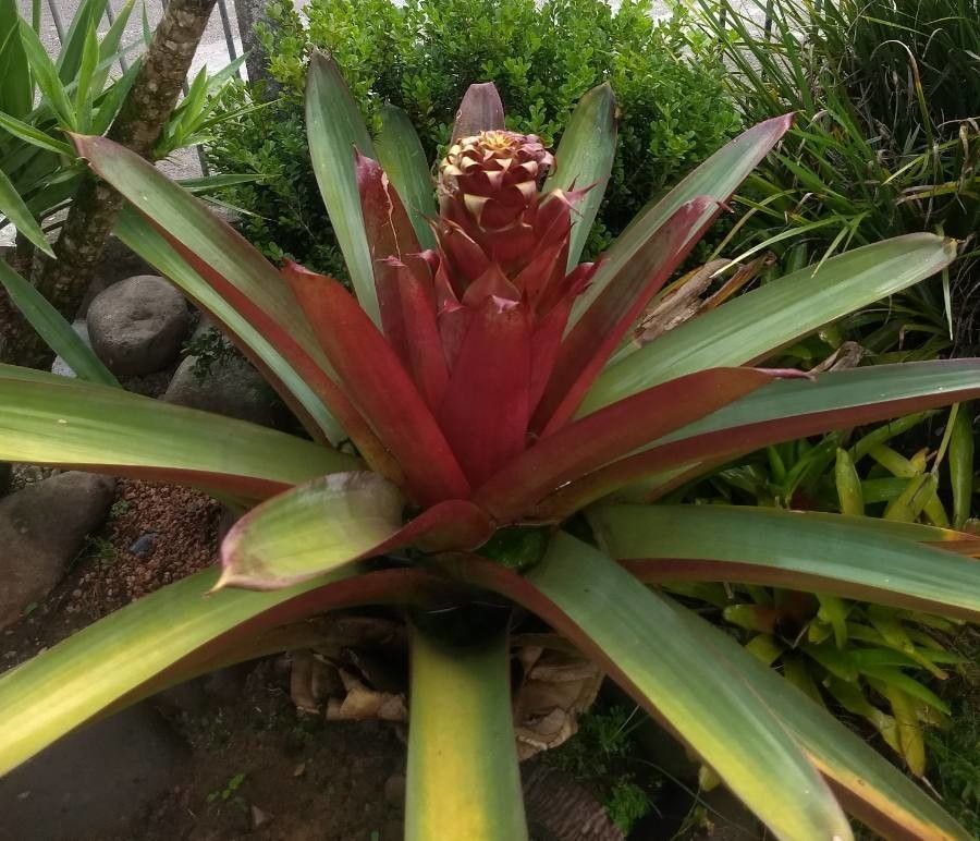 Alcantarea nigripetala flower