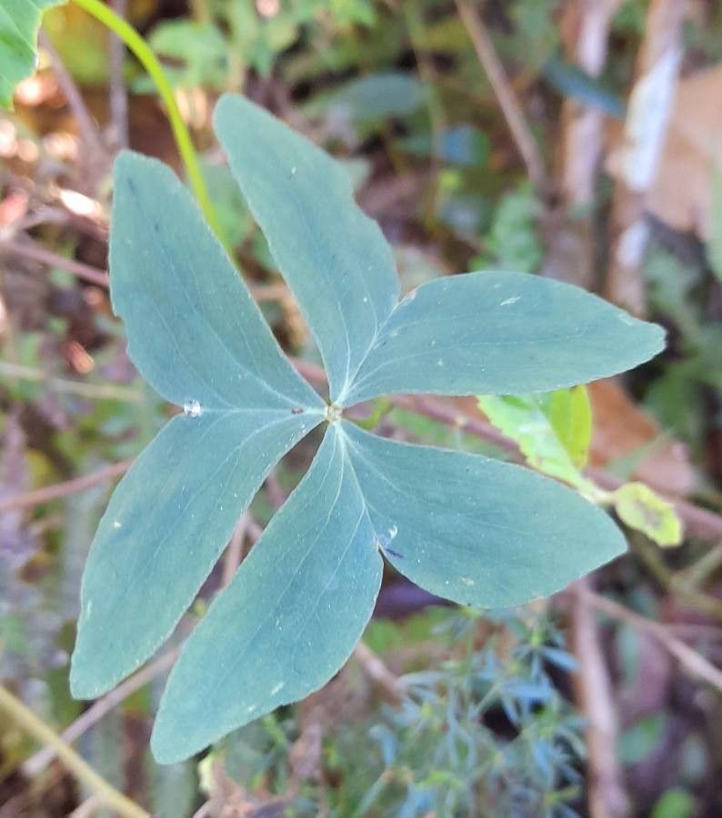 Oxalis bipartita — houseplant care guide