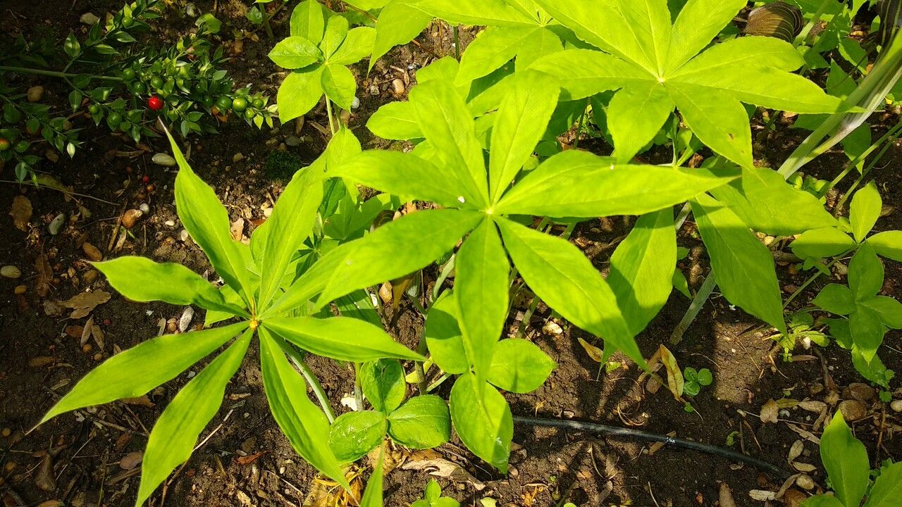 Arisaema ciliatum leaf