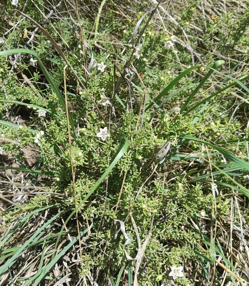 Lycium infaustum habit