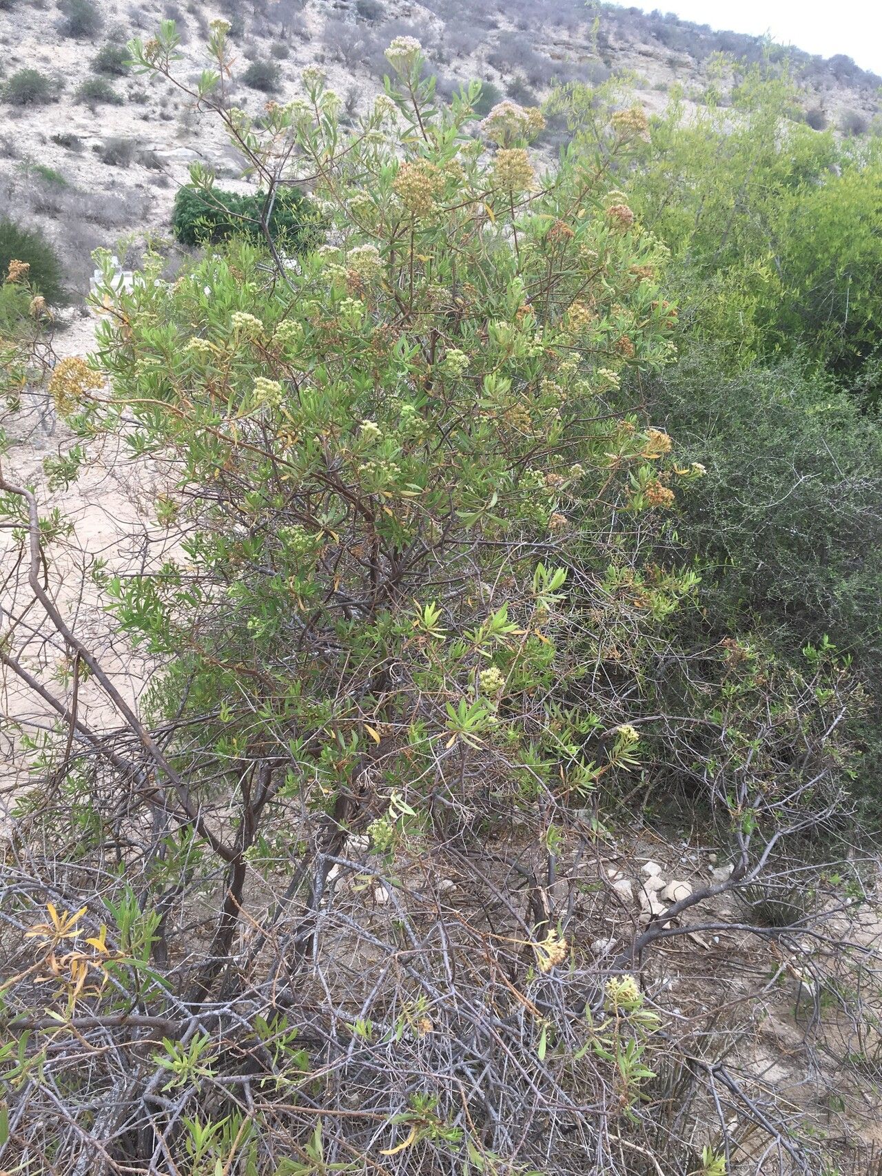 Pluchea grevei habit