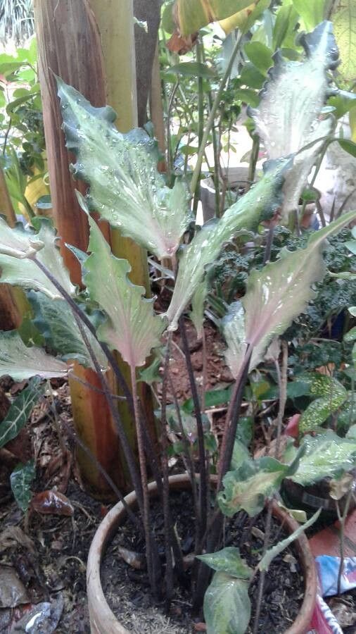 Caladium schomburgkii — search result for 'Caladium'