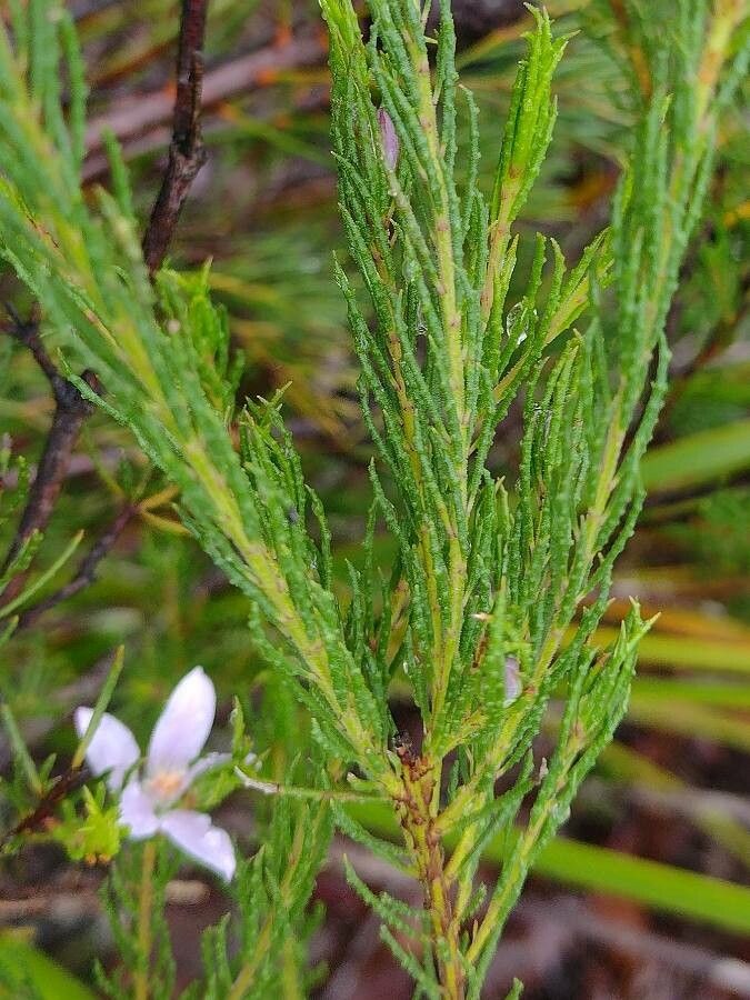 Philotheca reichenbachii leaf