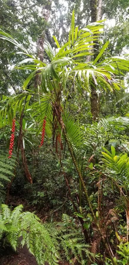 Linospadix monostachyos habit