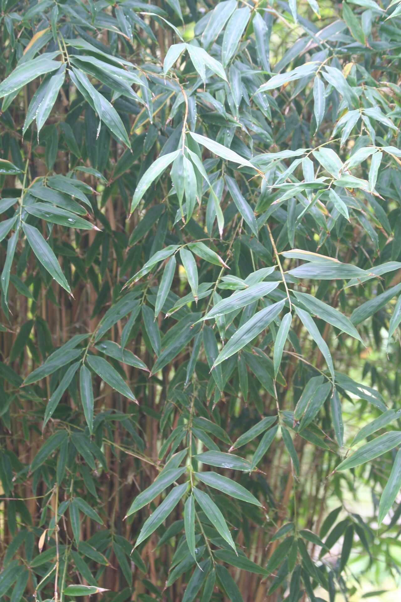 Himalayacalamus falconeri leaf