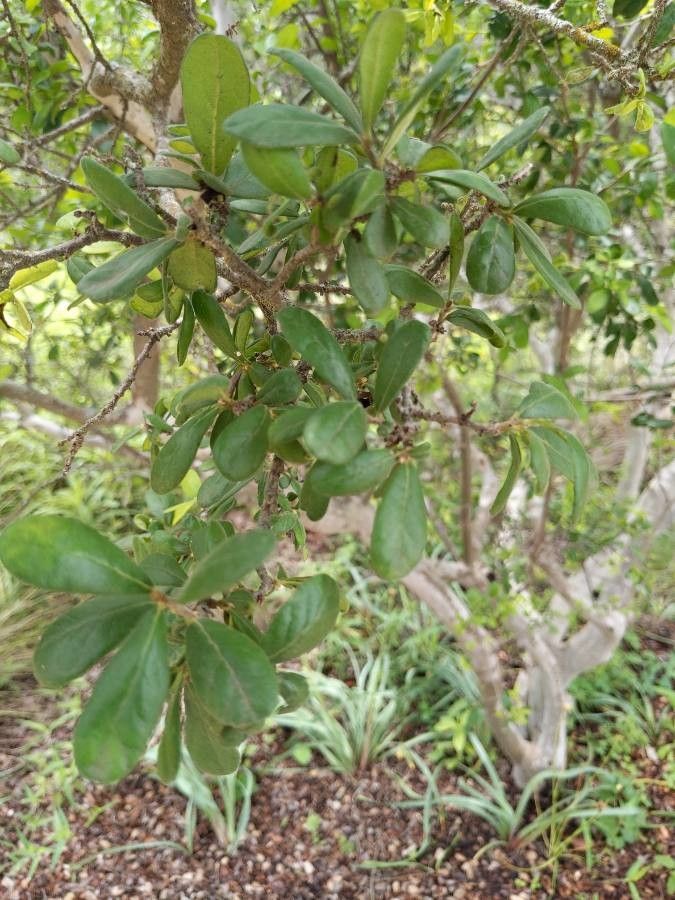 Diospyros texana leaf